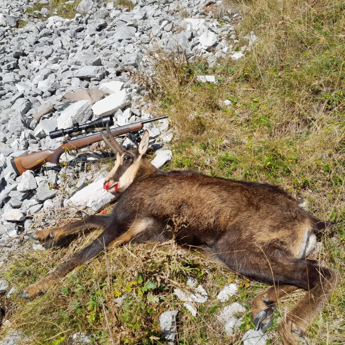 Úlovek — kamzík horský