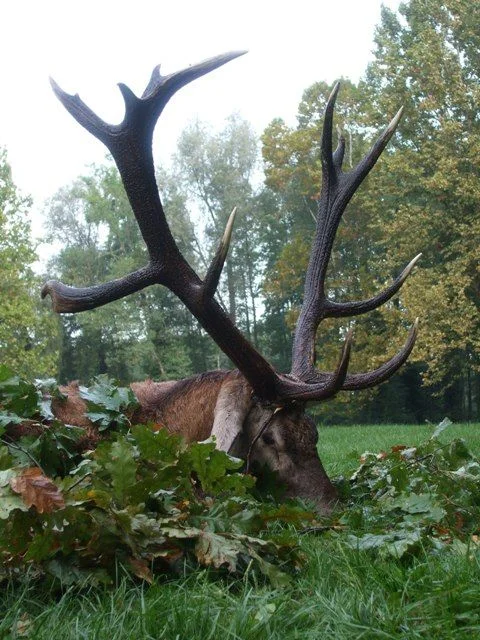 Honitba Zsitfapuszta