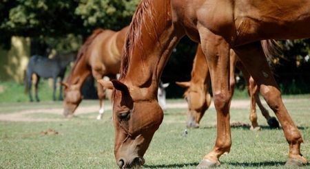 Hotel Vadkert Fogadó