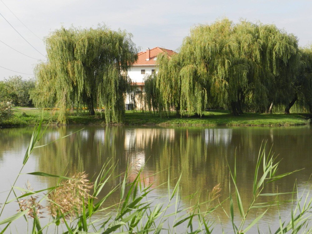 Budova u vody mezi vrbami