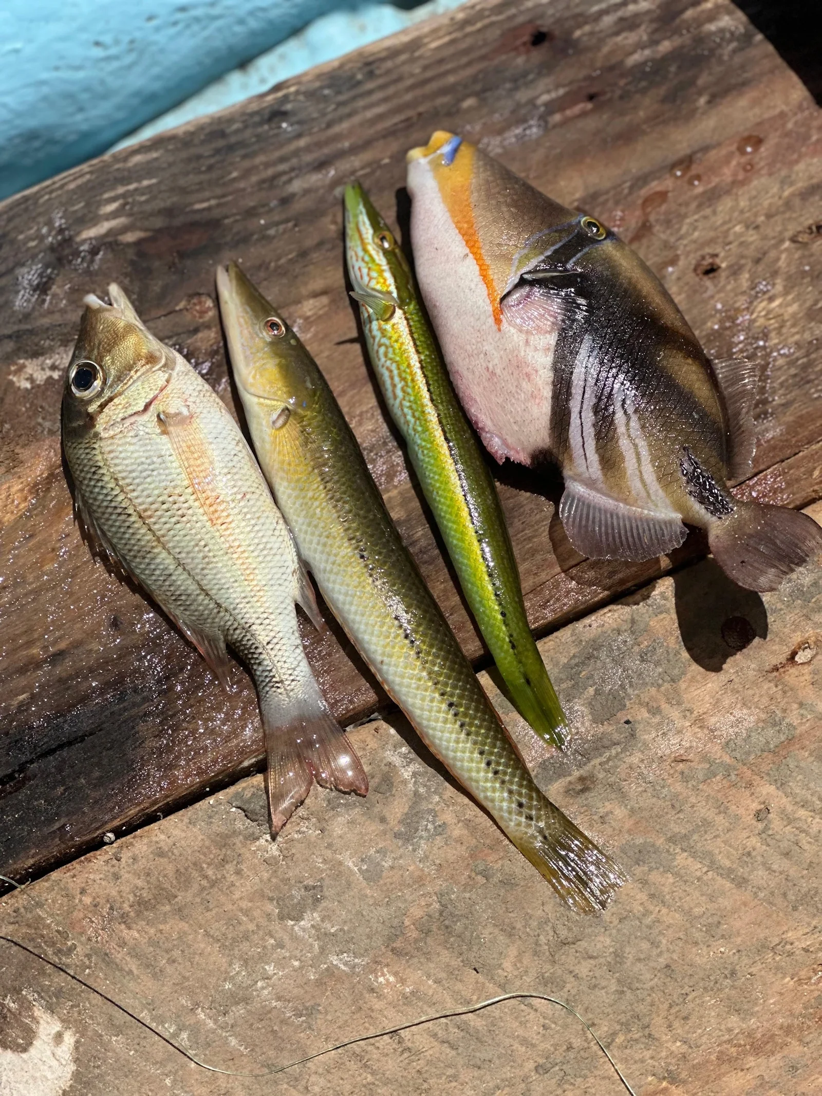 Zanzibar — mořský rybolov